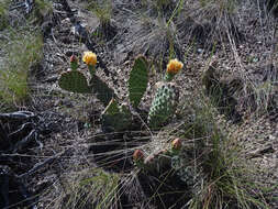 Image of Panhandle Prickly-pear