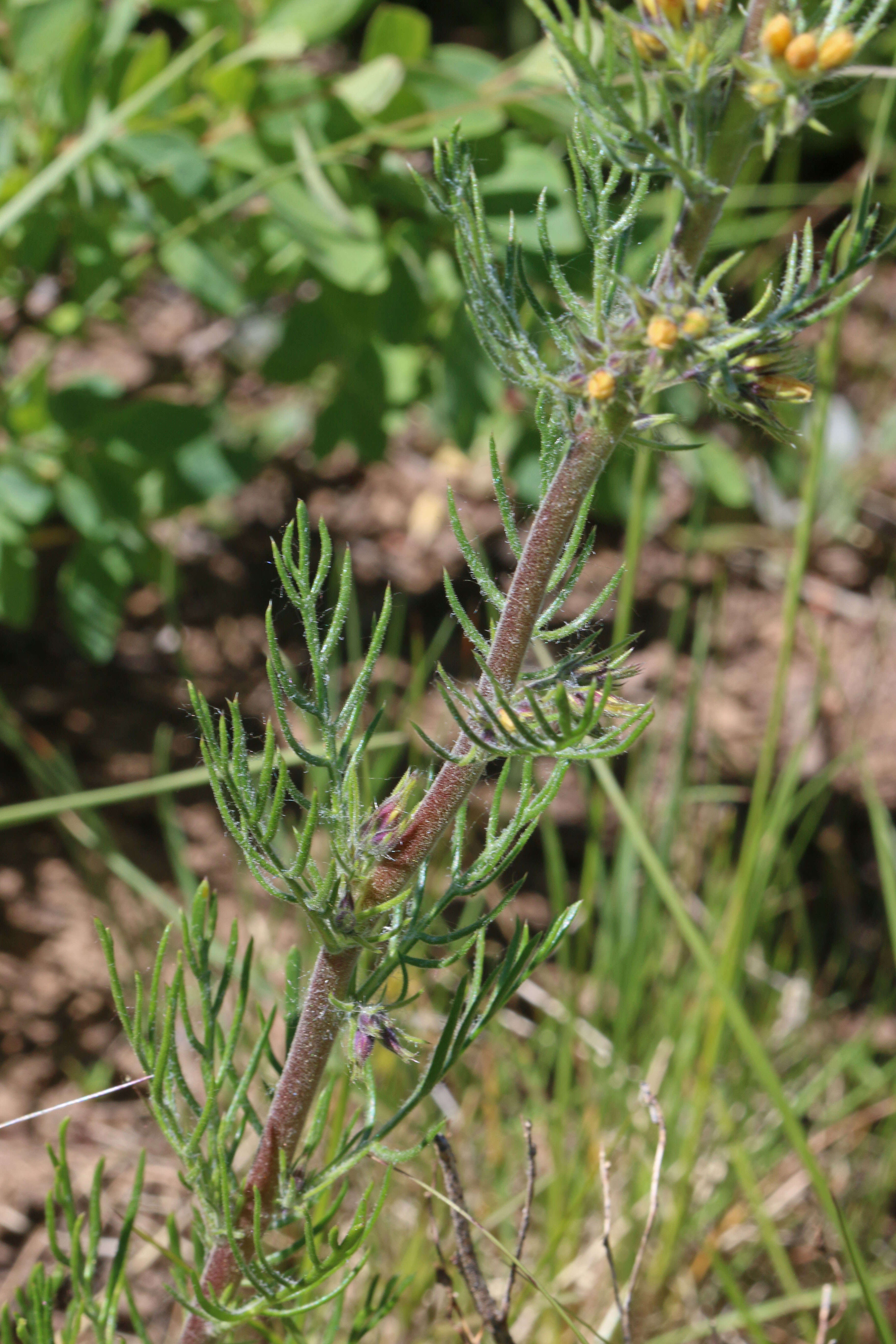 Image of Scarlet Gilia