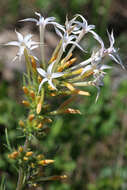 Image of Scarlet Gilia