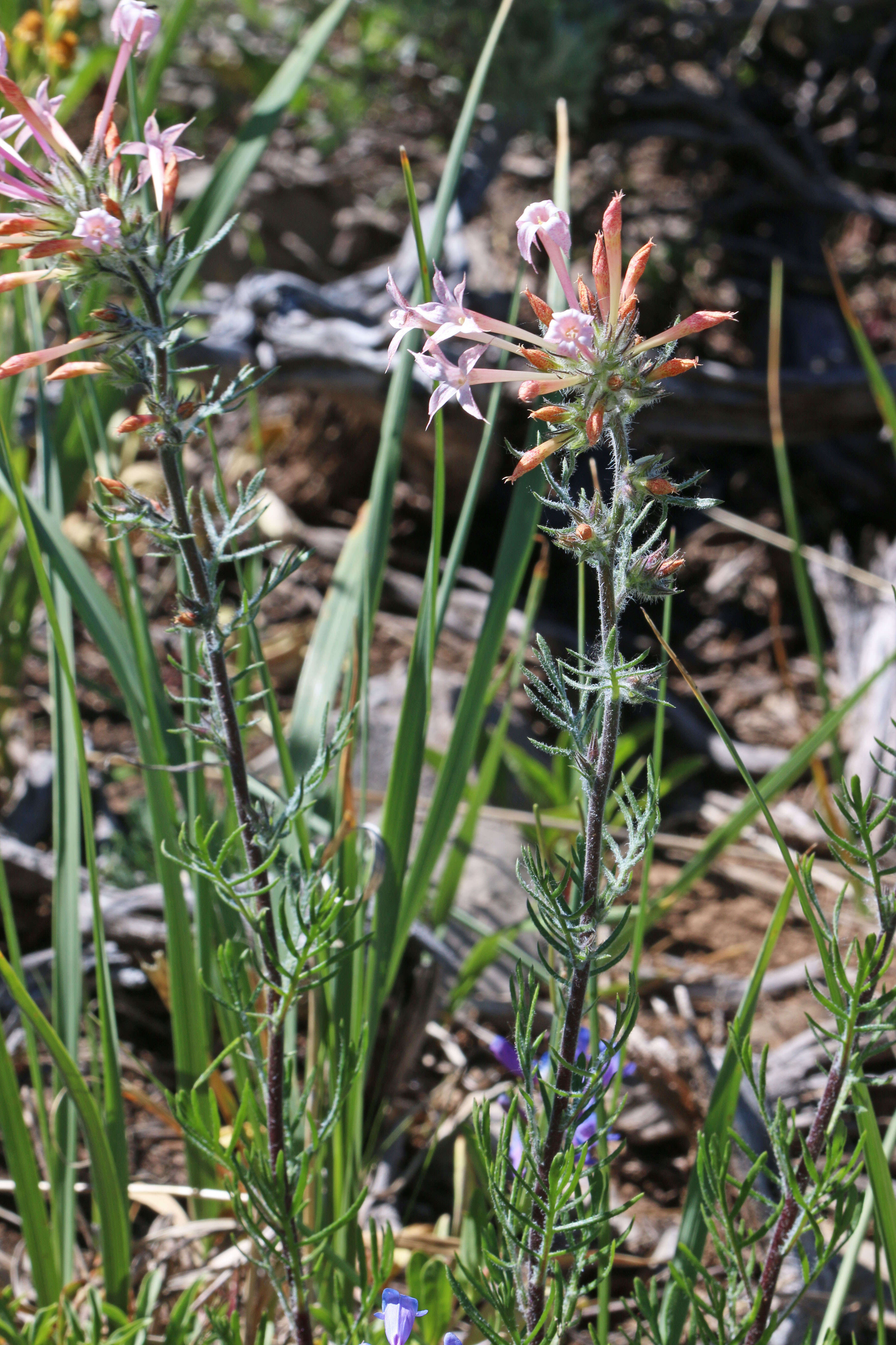 Image of Scarlet Gilia