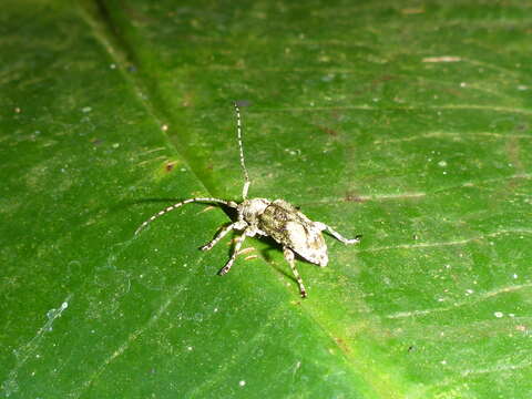 Image of Leptostylus batesi Casey 1913