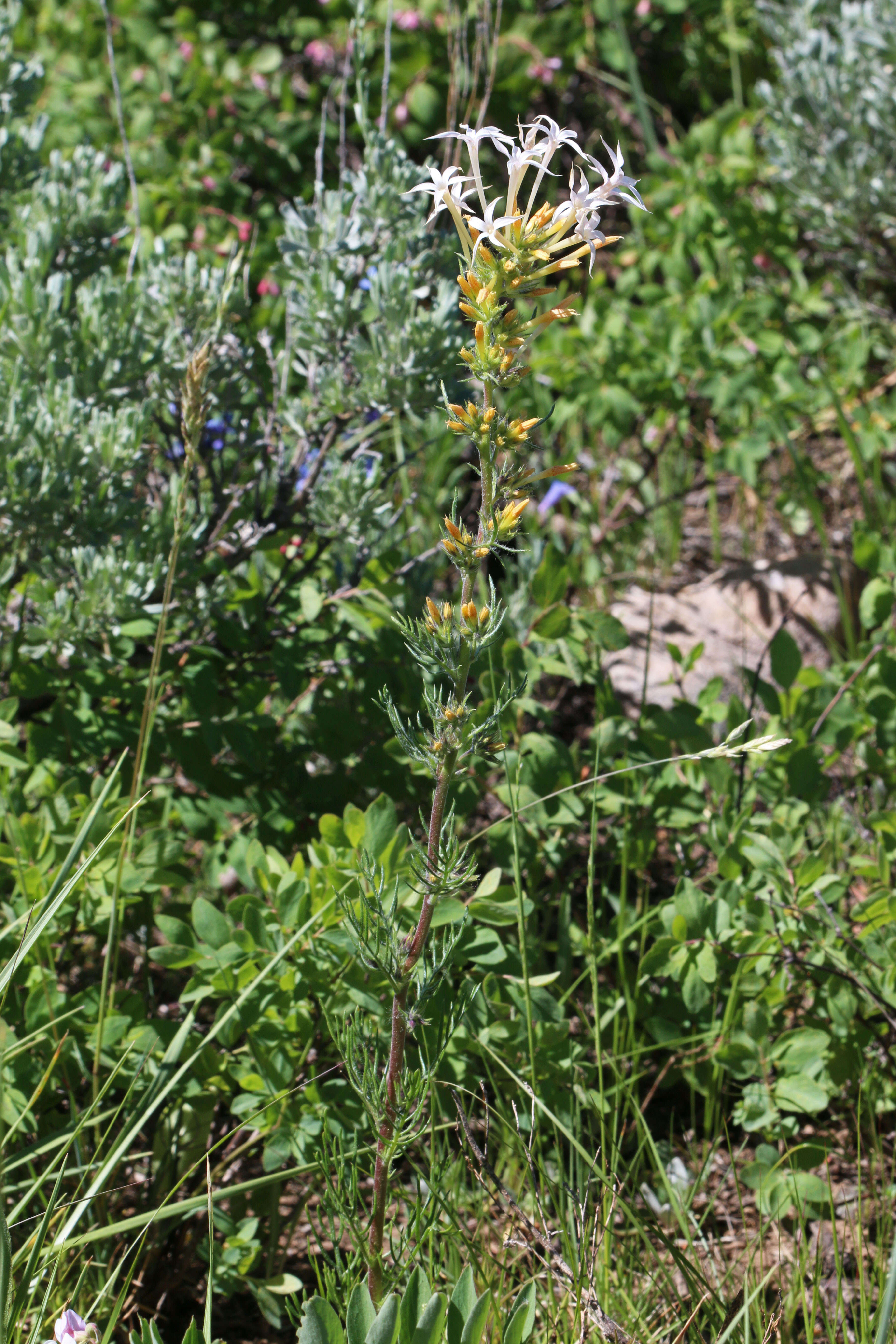 Image of Scarlet Gilia