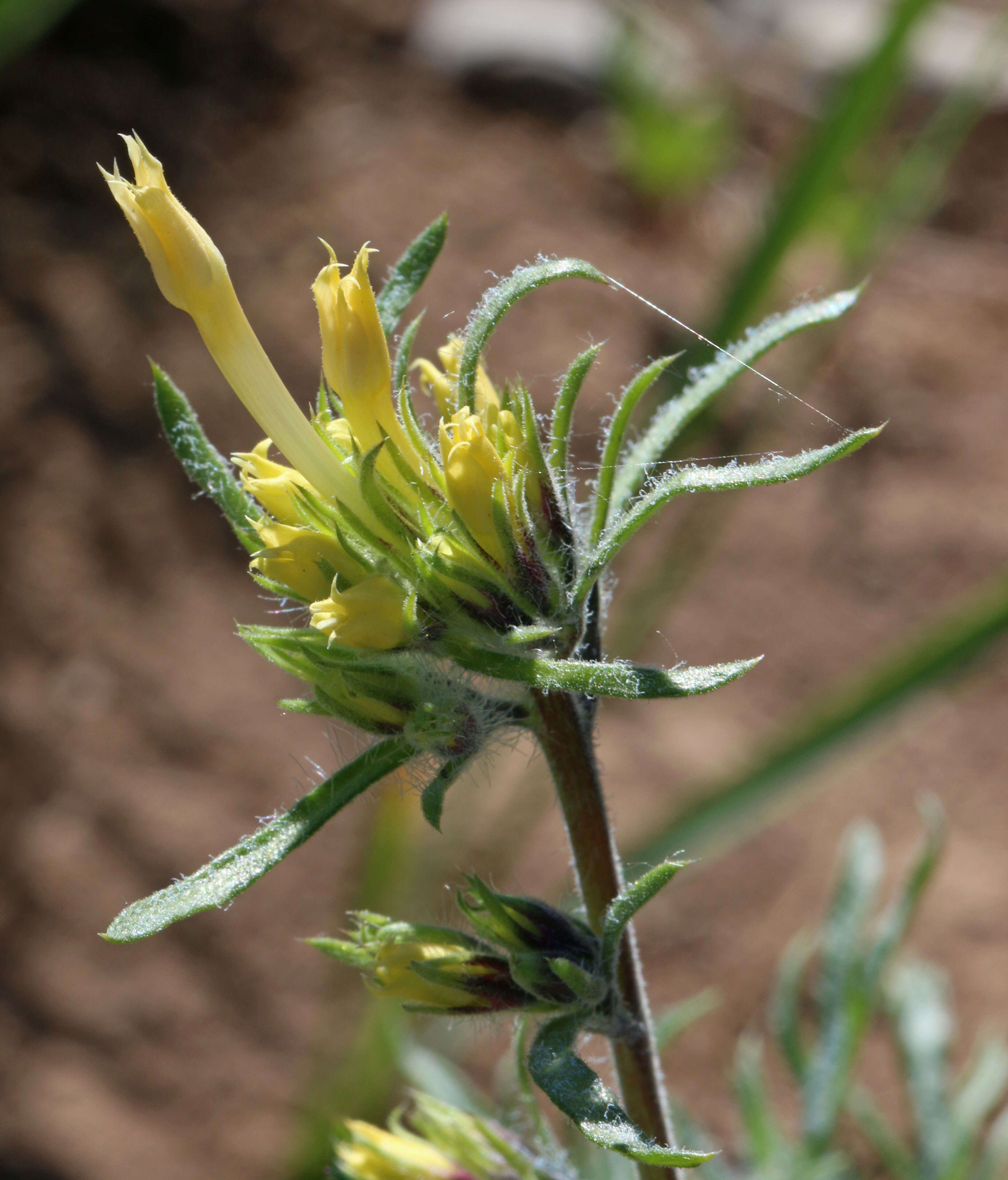 Image of Scarlet Gilia