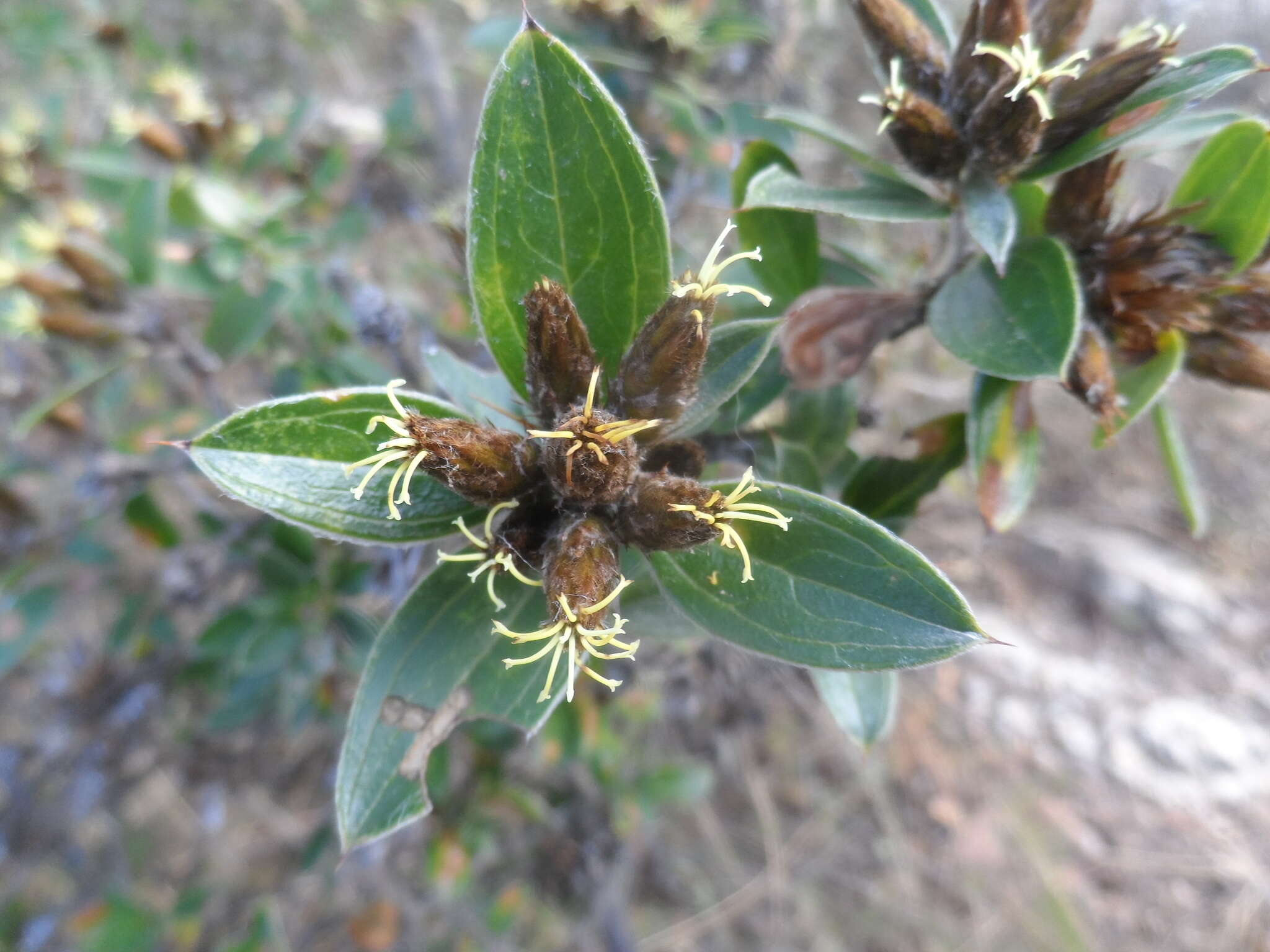 Image of Dasyphyllum ferox (Wedd.) Cabrera