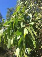 Imagem de Eucalyptus moluccana Roxb.
