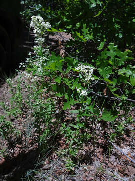 Image of Northern bedstraw