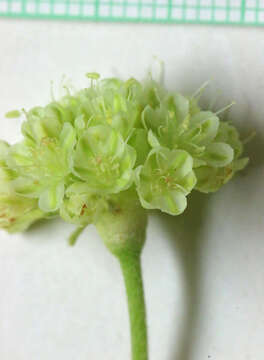 Image of sulphur-flower buckwheat