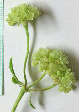 Image of sulphur-flower buckwheat