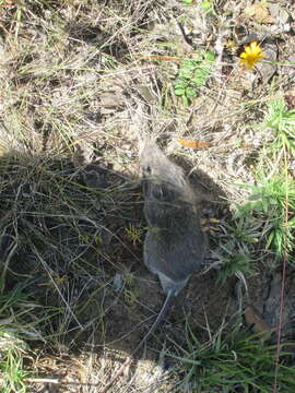 Image of Mexican spiny pocket mouse