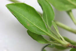 Image of sulphur-flower buckwheat