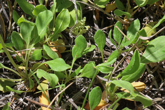 Image of sulphur-flower buckwheat