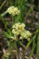 Image of sulphur-flower buckwheat