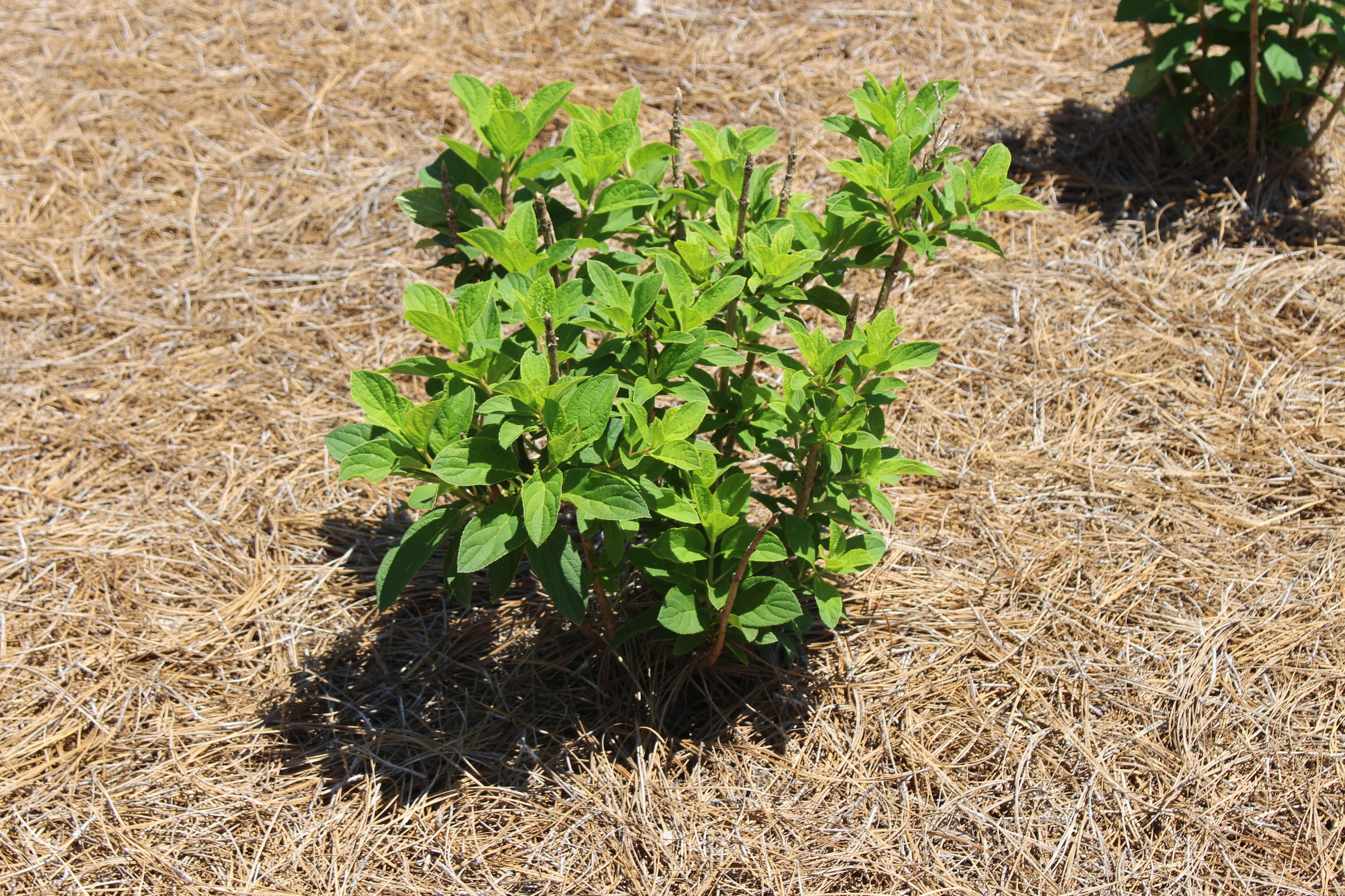 Image of panicled hydrangea