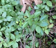 Image of Ozark calamint