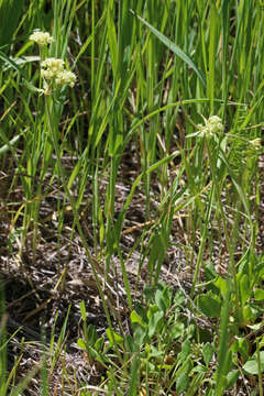 Image of sulphur-flower buckwheat