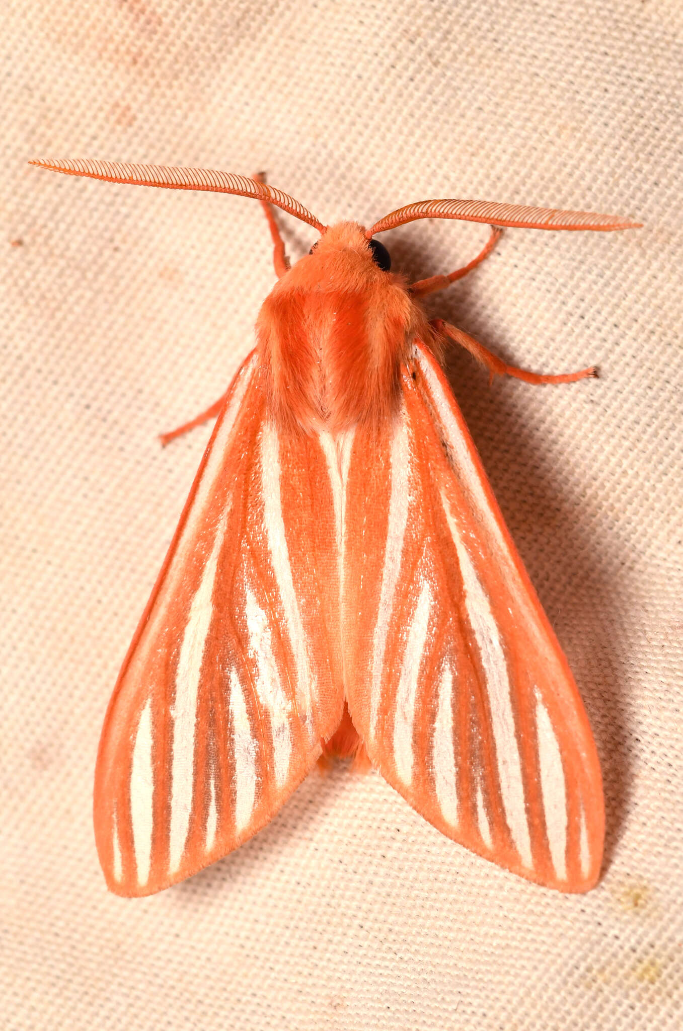 صورة Pseudohemihyalea ambigua (Strecker 1878)