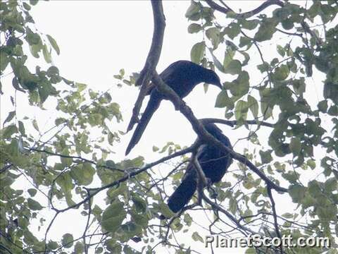 Image of Slender-billed Chestnut-winged Starling