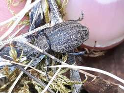 Image of lovage weevil