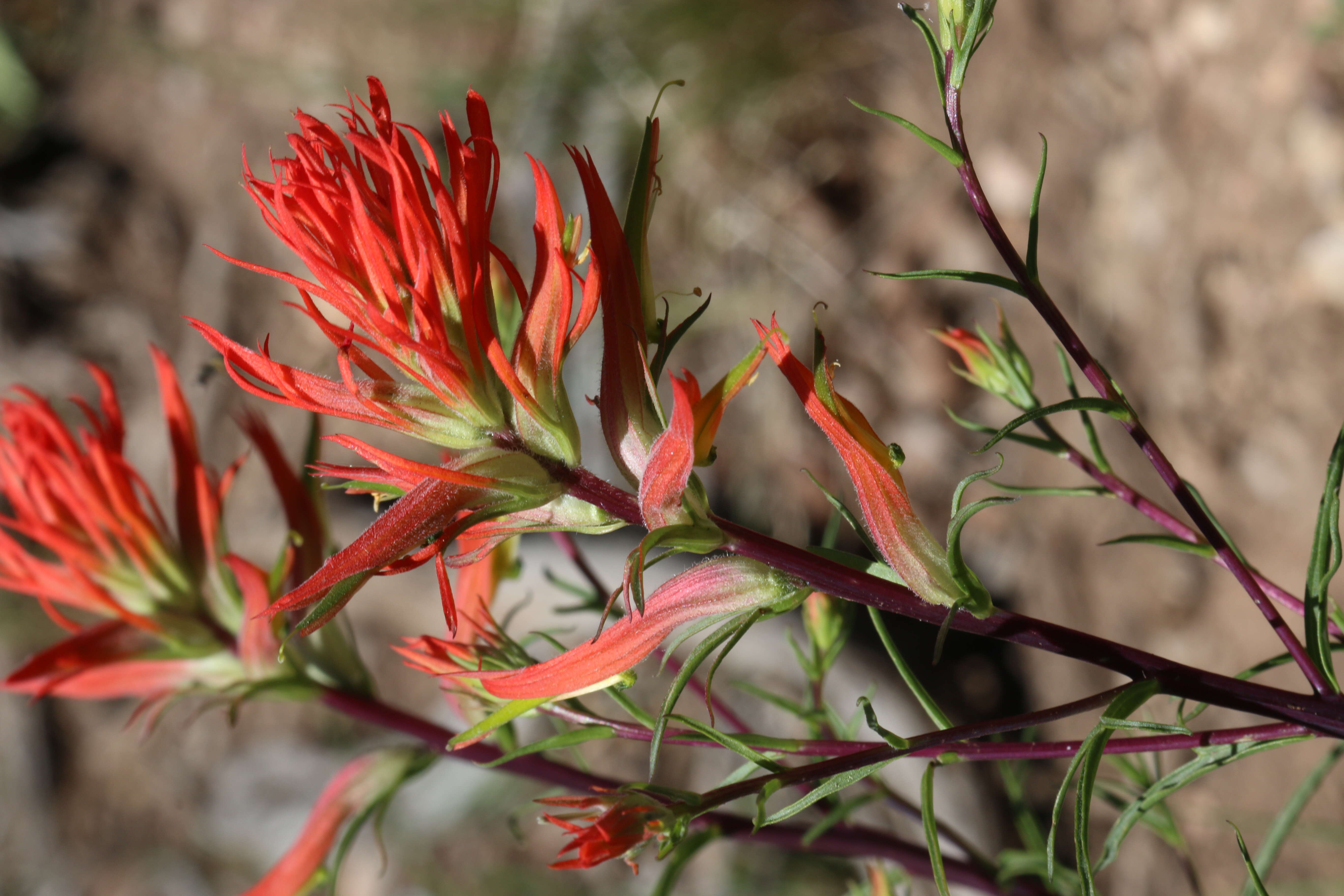 Image of Wyoming Indian paintbrush