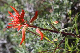 Image of Wyoming Indian paintbrush