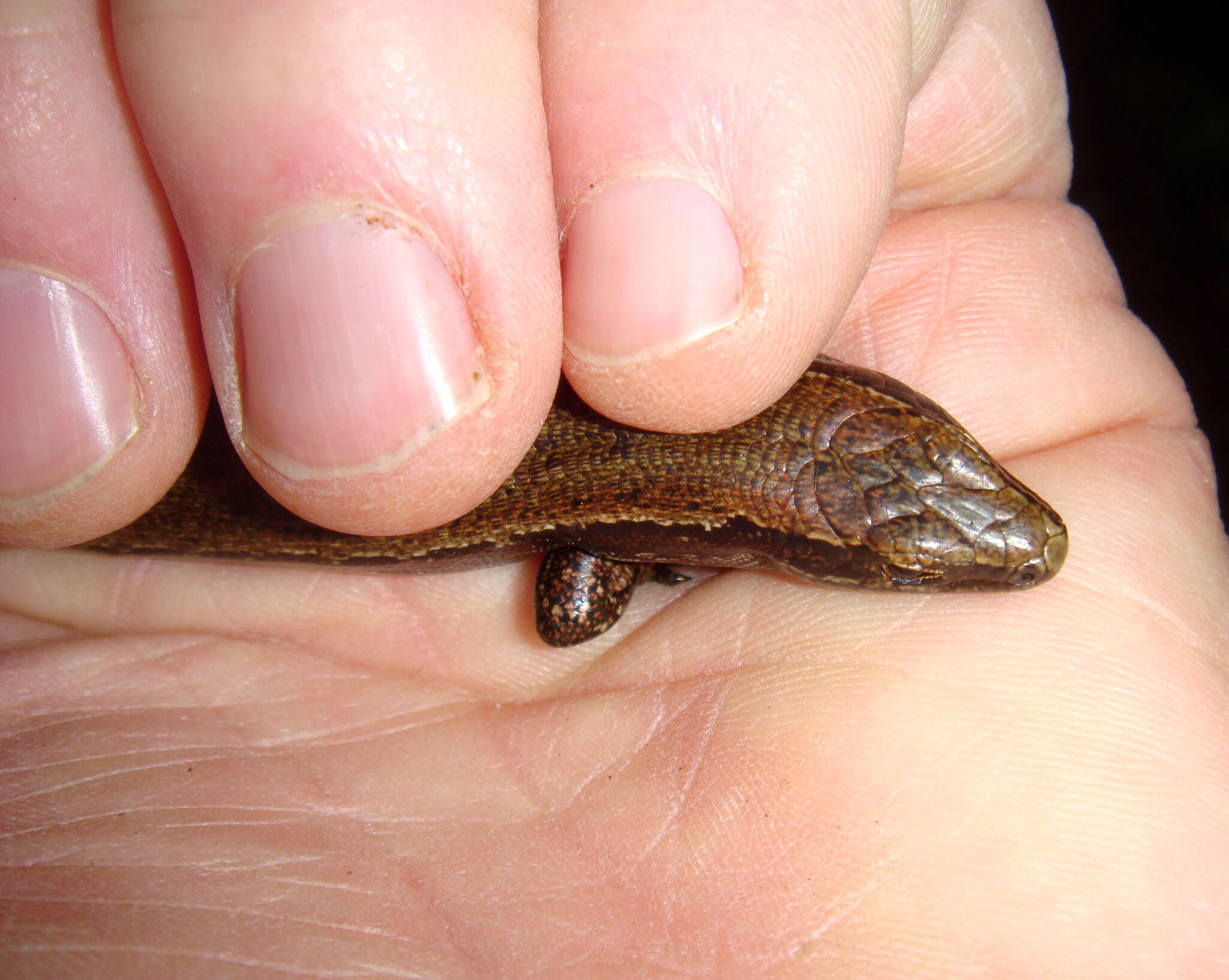 Image of Chatham Islands skink