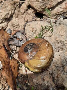 Image of Powelliphanta hochstetteri bicolor (Powell 1930)