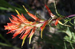 Image of Wyoming Indian paintbrush