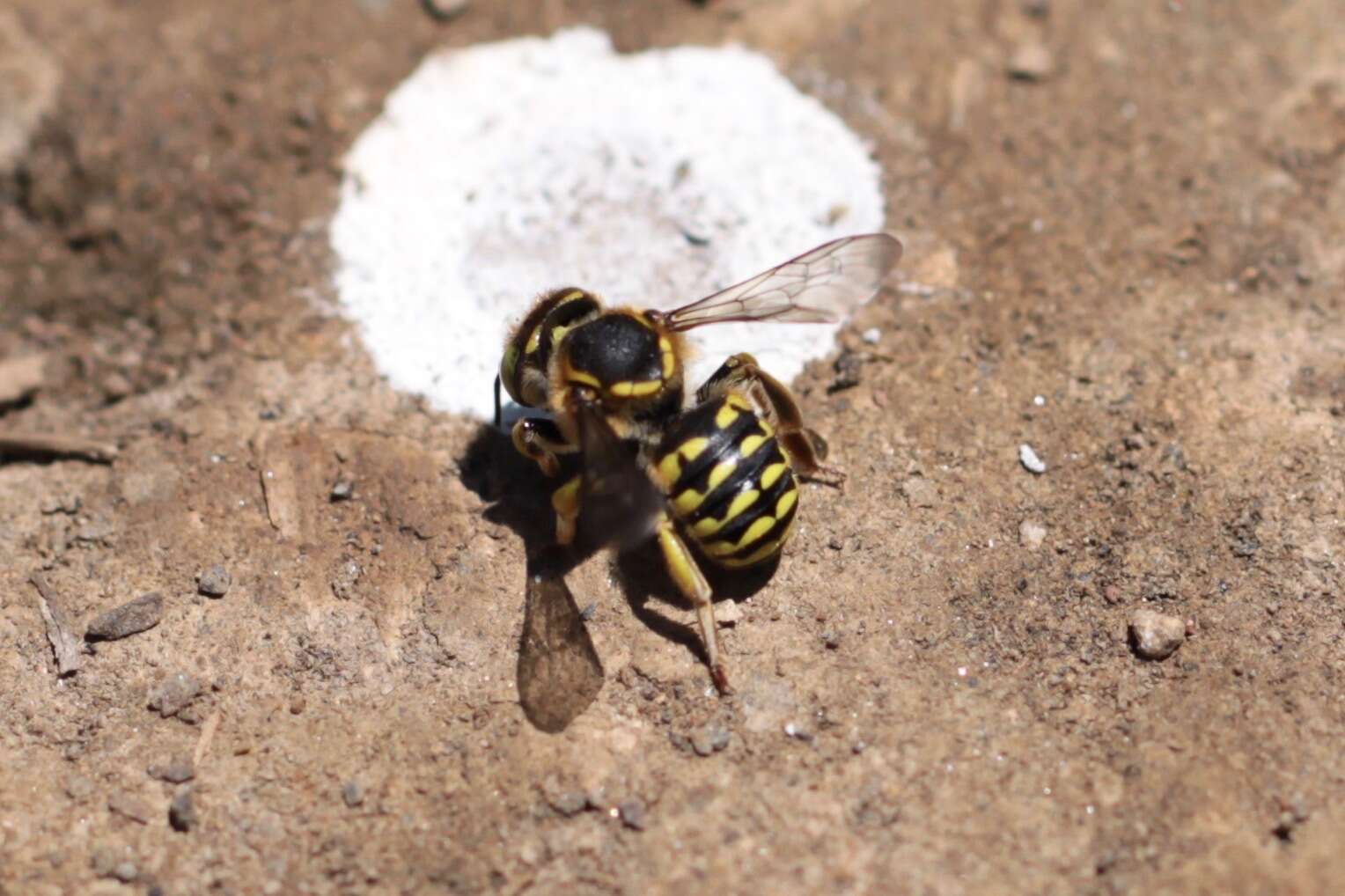 Imagem de Anthidium edwardsii Cresson 1878