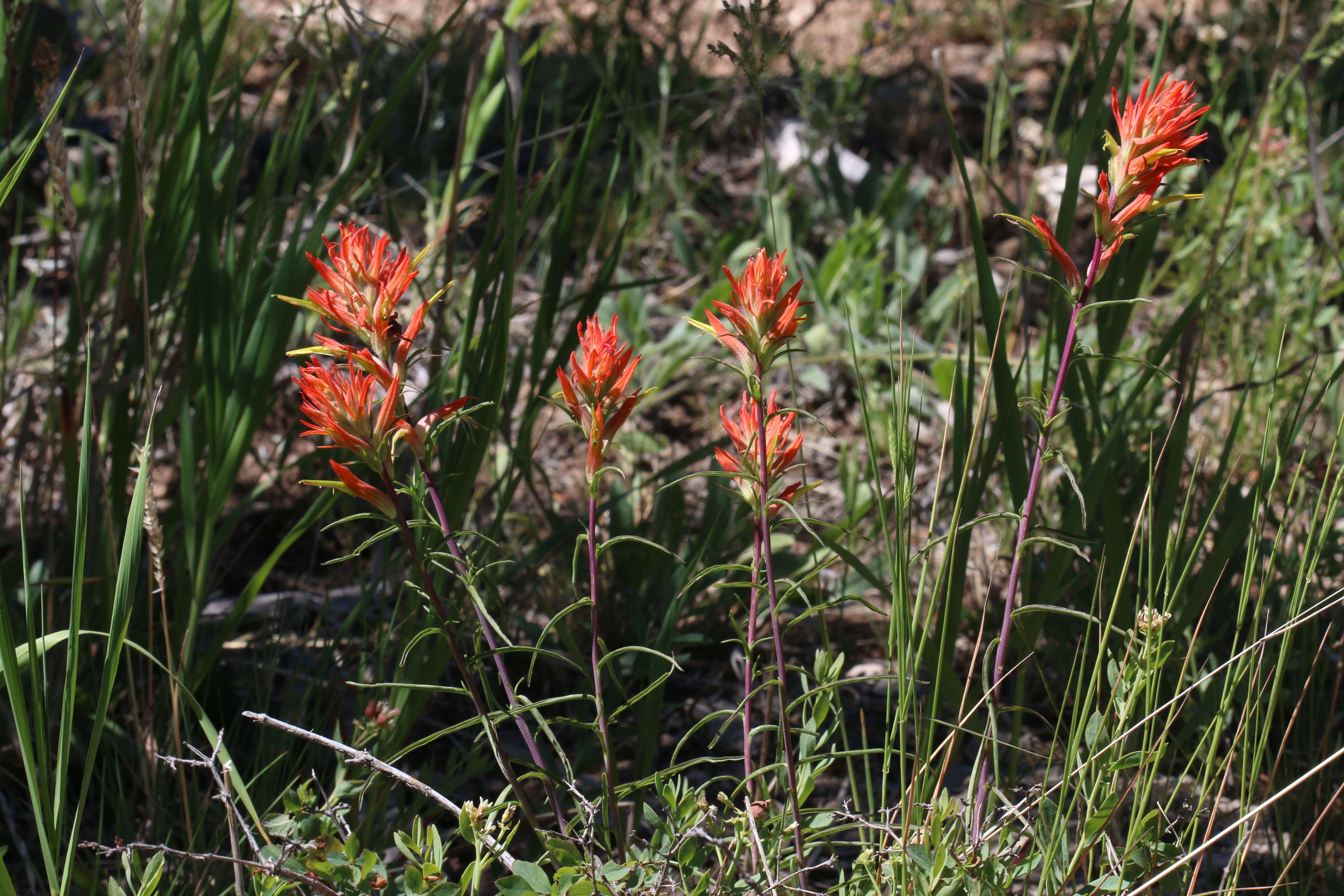 Image of Wyoming Indian paintbrush