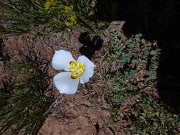 Слика од Calochortus nuttallii Torr.