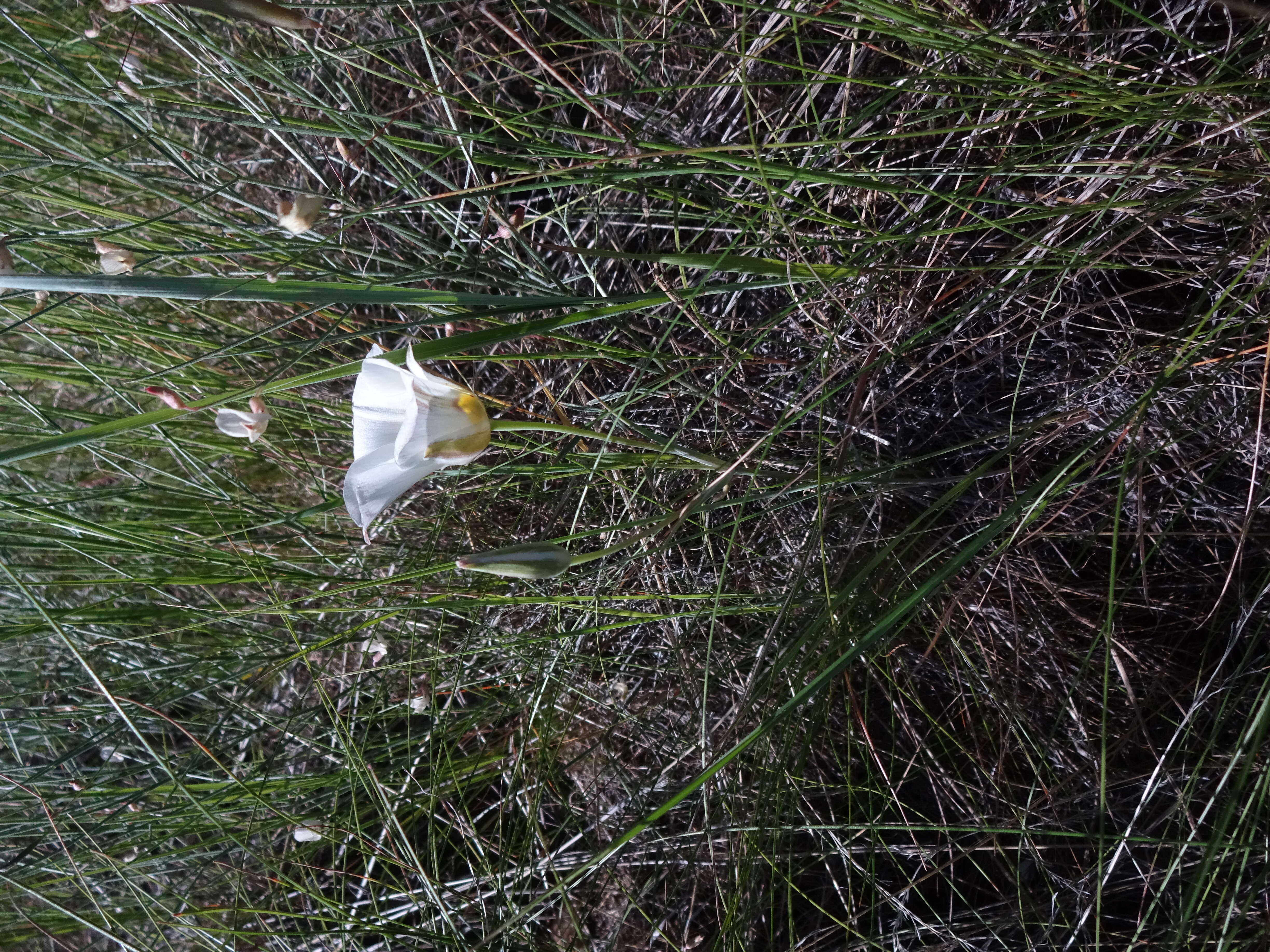 Слика од Calochortus nuttallii Torr.