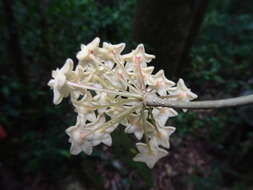 Image of Hoya pottsii Traill