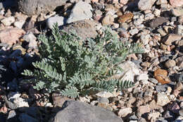 Imagem de Astragalus desereticus Barneby