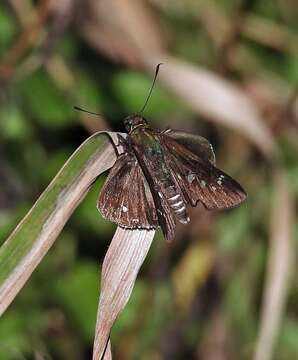 Eutychide physcella Hewitson 1866 resmi