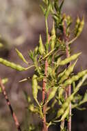 Image de Heliophila esterhuyseniae Marais