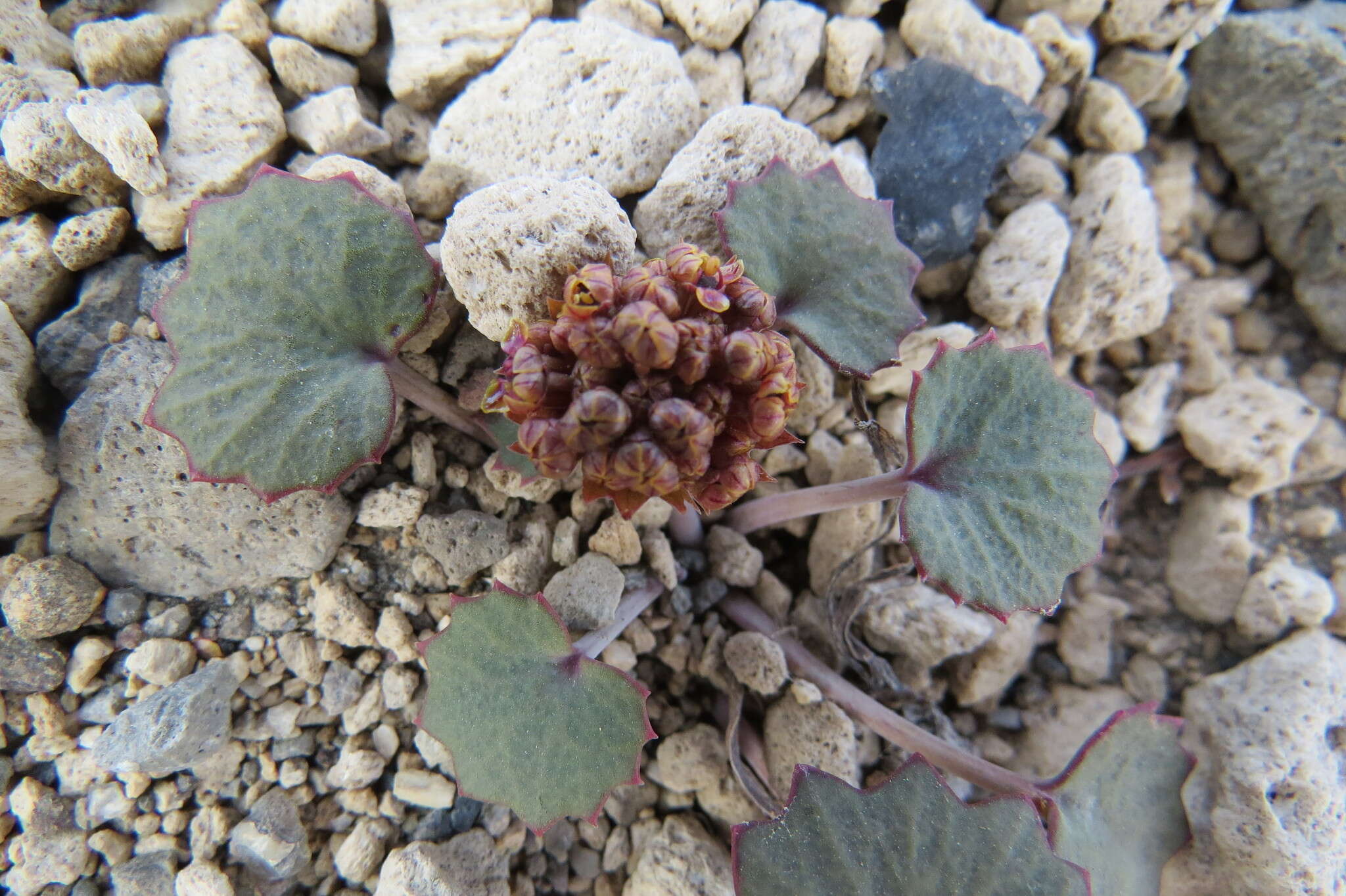 Image of Azorella coriacea (Lag.) Kuntze