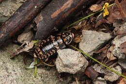Image of Cockroach