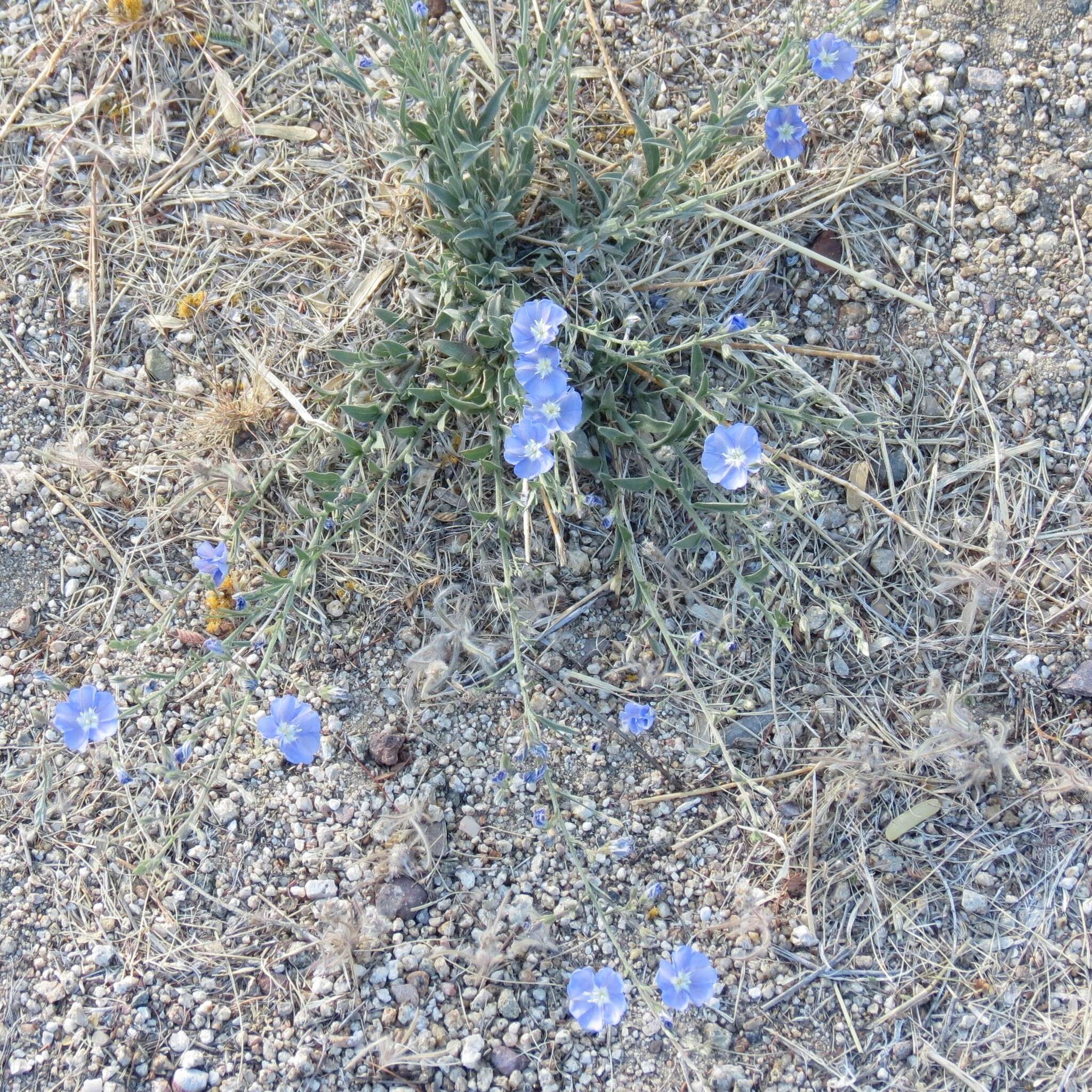 Image of wild dwarf morning-glory