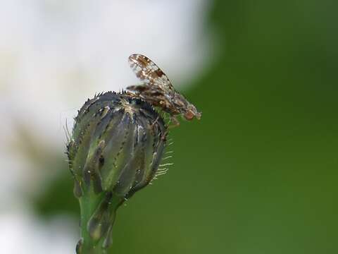 صورة Tephritis vespertina (Loew 1844)