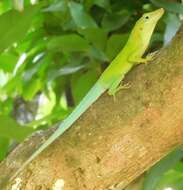 Image of Leopard Anole