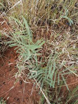 Image of Eland's wattle