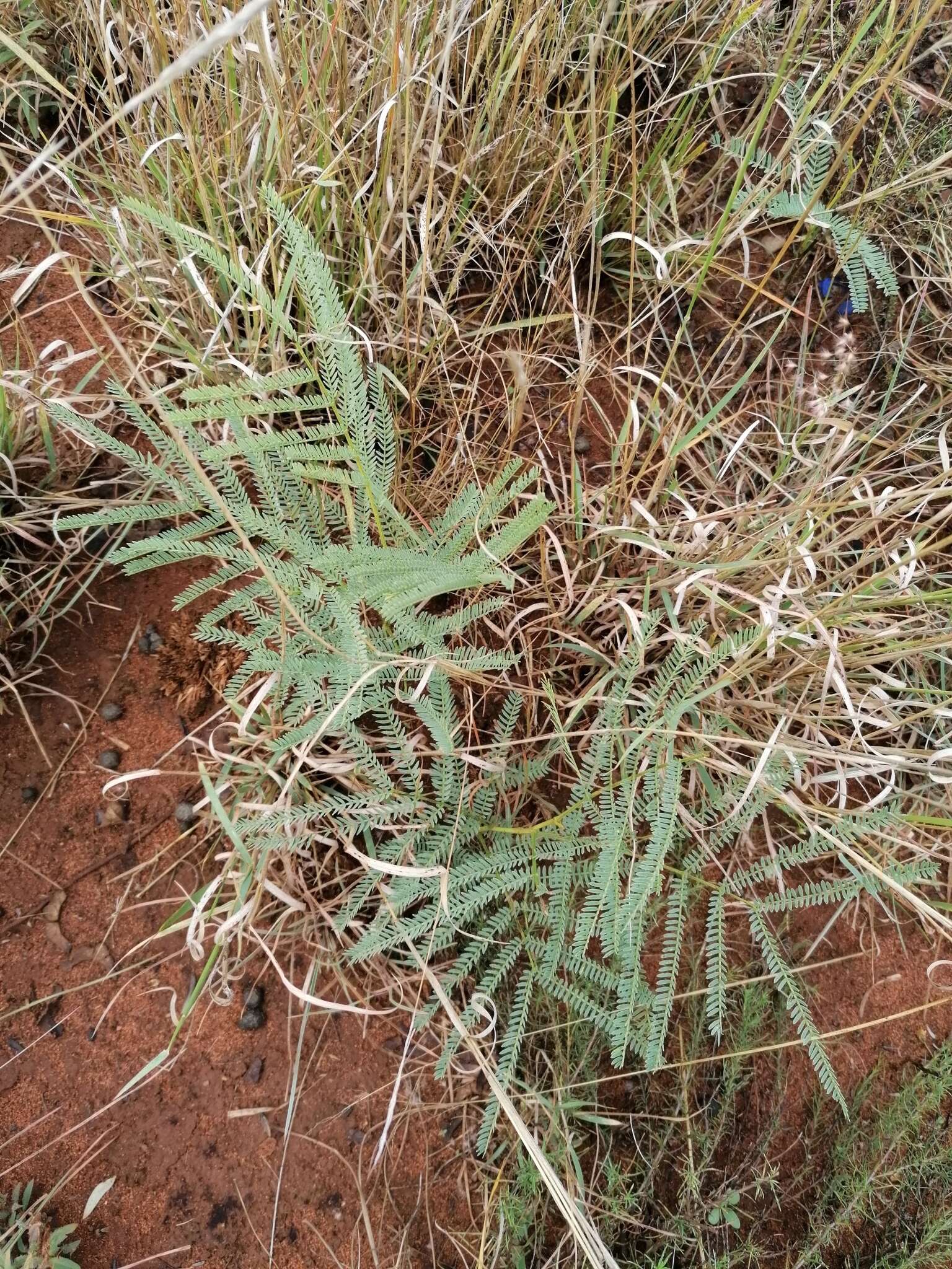 Image of Eland's wattle