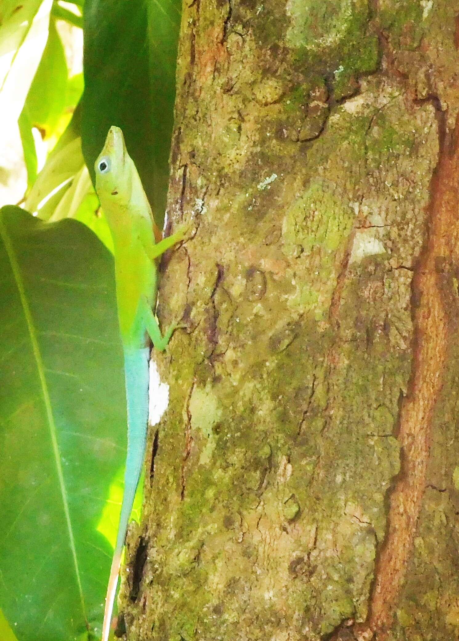 Image of Leopard Anole