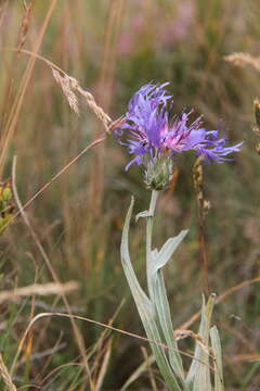 Image of Centaurea fuscomarginata (K. Koch) Juz.