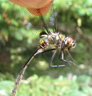 Image of Delicate Emerald