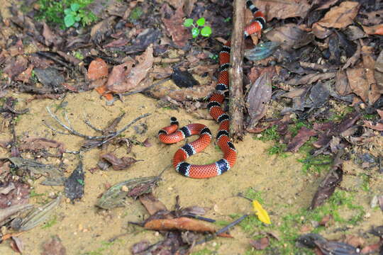 Image of Painted Coral Snake