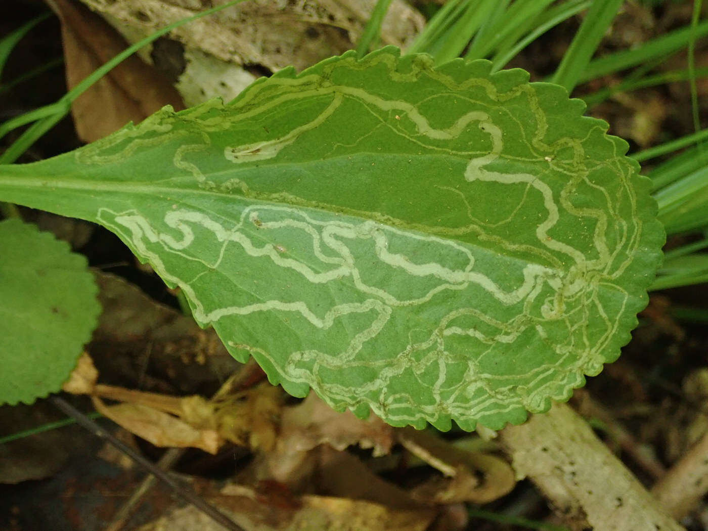 Image of Phyllocnistis insignis Frey & Boll 1876