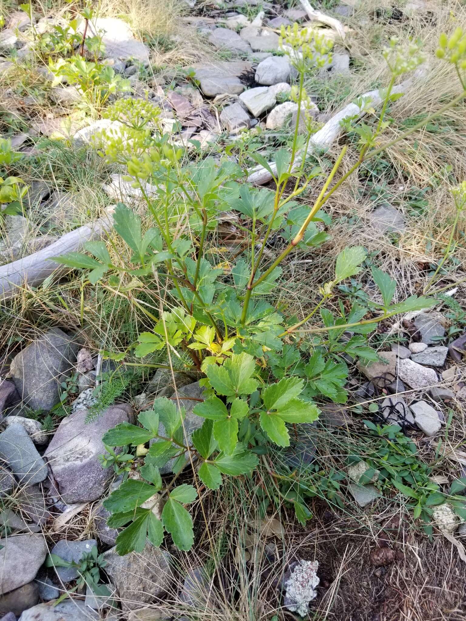 Ligusticum scoticum L. resmi