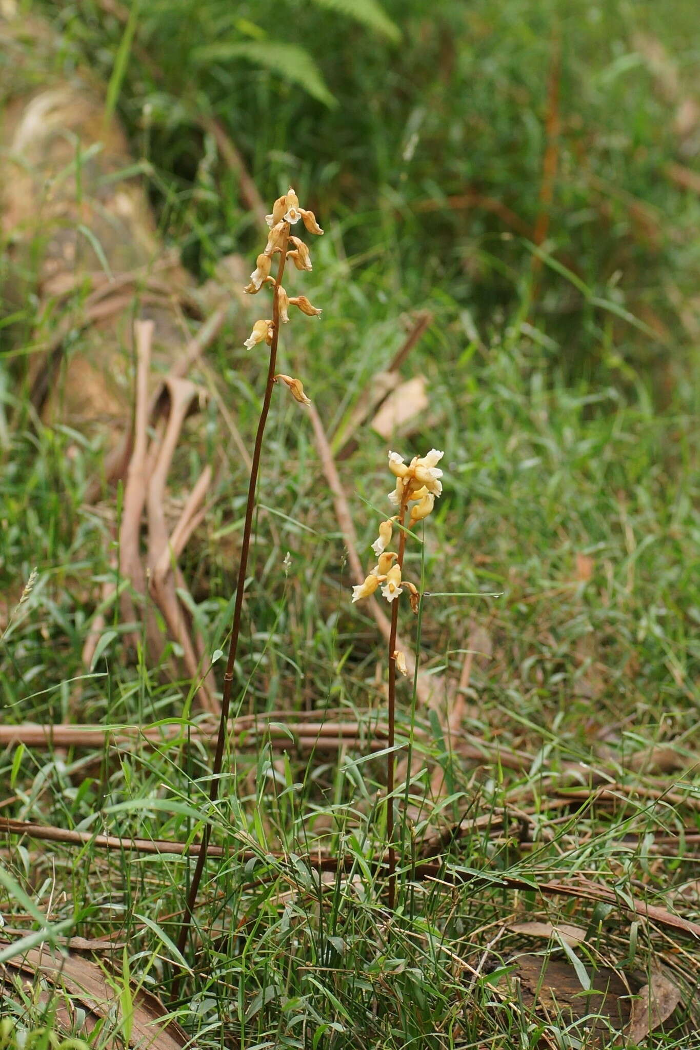 Image of Tall potato orchid