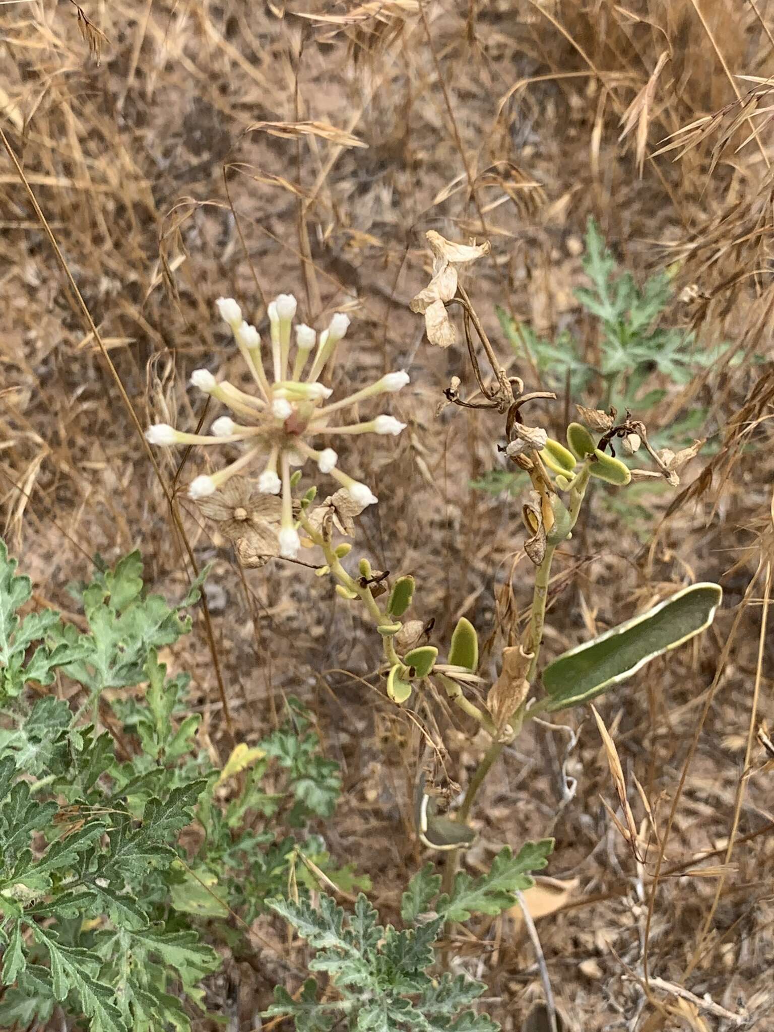 Image of fragrant white sand verbena